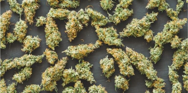 Buds de cannabis medicinal secos organizados sobre superfície escura, representando o debate sobre a regulamentação do cultivo no Brasil.