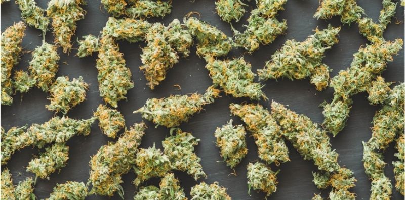 Buds de cannabis medicinal secos organizados sobre superfície escura, representando o debate sobre a regulamentação do cultivo no Brasil.